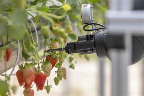 the fruit machine|These robots move through the magic of mushrooms .